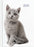 2025 Collins A51 Cats & Dogs Day to View Diary, Assorted Design Cover, 148mm x 210mm CX439829