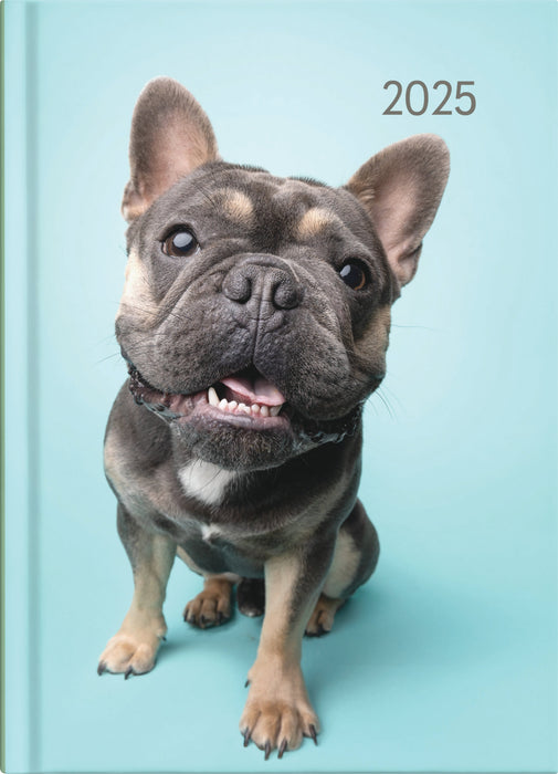 2025 Collins A51 Cats & Dogs Day to View Diary, Assorted Design Cover, 148mm x 210mm CX439829