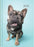 2025 Collins A51 Cats & Dogs Day to View Diary, Assorted Design Cover, 148mm x 210mm CX439829