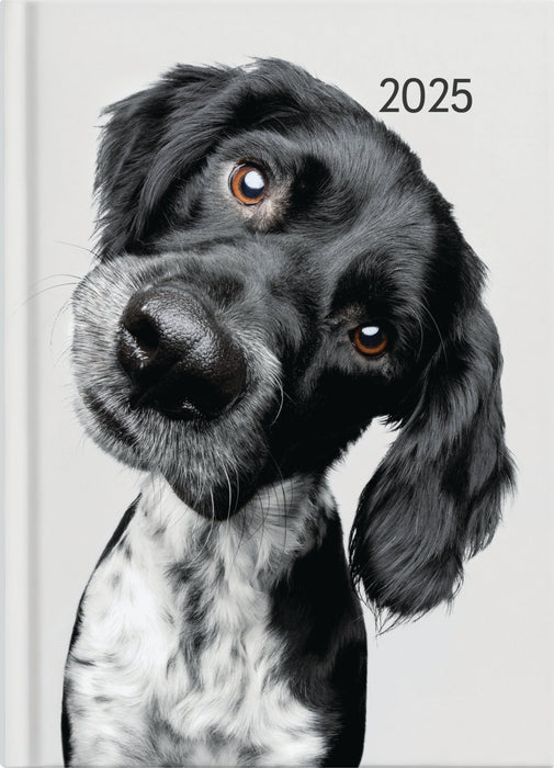 2025 Collins A51 Cats & Dogs Day to View Diary, Assorted Design Cover, 148mm x 210mm CX439829