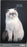 2025 Collins Slim Diary, One Month to View, Cats & Dogs, Assorted Covers, 90mm x 155mm CX11967537