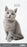 2025 Collins Slim Diary, One Month to View, Cats & Dogs, Assorted Covers, 90mm x 155mm CX11967537