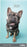 2025 Collins Slim Diary, One Month to View, Cats & Dogs, Assorted Covers, 90mm x 155mm CX11967537