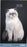 2025 Collins Slim Diary, Two Weeks to View, Cats & Dogs, Assorted Covers, 90mm x 155mm CX11967536