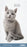 2025 Collins Slim Diary, Two Weeks to View, Cats & Dogs, Assorted Covers, 90mm x 155mm CX11967536