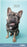 2025 Collins Slim Diary, Two Weeks to View, Cats & Dogs, Assorted Covers, 90mm x 155mm CX11967536
