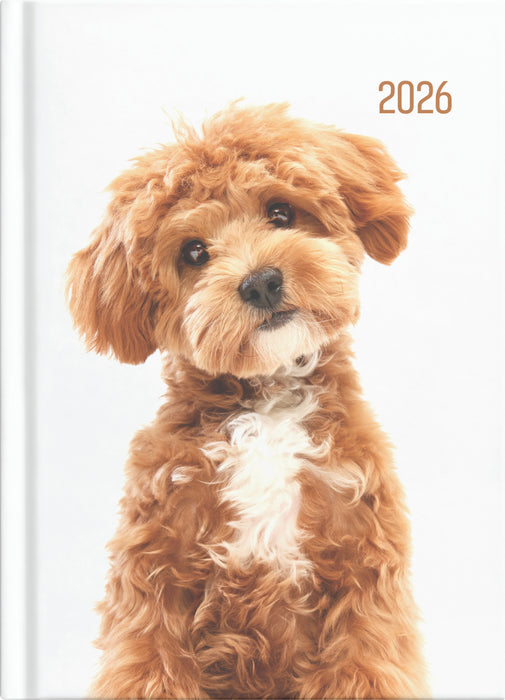 2026 Collins A51 Cats & Dogs Diary, Day to Page, 148mm x 210mm CX439717