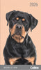 2026 Collins Slim Diary, One Month to View, Cats & Dogs, Assorted Covers, 90mm x 155mm CX11296187
