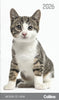 2026 Collins Slim Diary, One Month to View, Cats & Dogs, Assorted Covers, 90mm x 155mm CX11296187