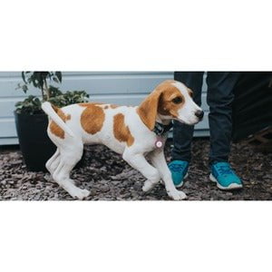 AirTag Secure Holder with Keyring, Pink IM5195421